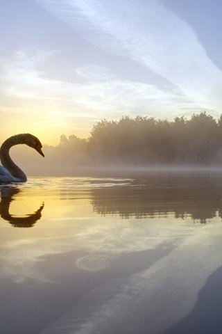 Обои озеро, отражение, утро, туман, птица, лебедь, lake, reflection, morning, fog, bird, swan разрешение 2048x1152 Загрузить