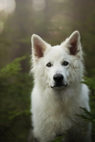 Обои мордочка, взгляд, собака, белая швейцарская овчарка, muzzle, look, dog, the white swiss shepherd dog разрешение 2048x1367 Загрузить