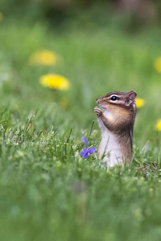 Обои цветы, трава, природа, бурундук, грызун, flowers, grass, nature, chipmunk, rodent разрешение 2065x1475 Загрузить