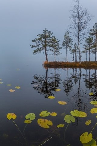 Обои трава, озеро, туман, рассвет, осень, сосны, кувшинки, октябрь, grass, lake, fog, dawn, autumn, pine, water lilies, october разрешение 1920x1080 Загрузить