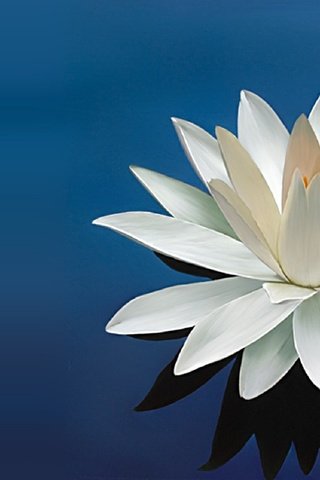 Обои цветы, лотос, кувшинка, flowers, lotus, lily разрешение 1920x1200 Загрузить