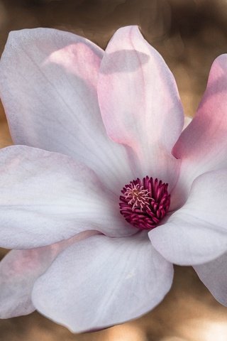Обои макро, магнолия, macro, magnolia разрешение 2048x1327 Загрузить