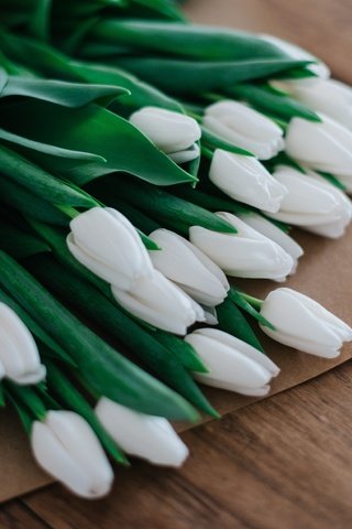 Обои бутоны, доски, весна, букет, тюльпаны, белые, много, пакет, buds, board, spring, bouquet, tulips, white, a lot, package разрешение 7360x4912 Загрузить