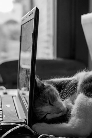 Обои кот, кошка, чёрно-белое, сон, котенок, руки, ноутбук, cat, black and white, sleep, kitty, hands, laptop разрешение 1920x1200 Загрузить