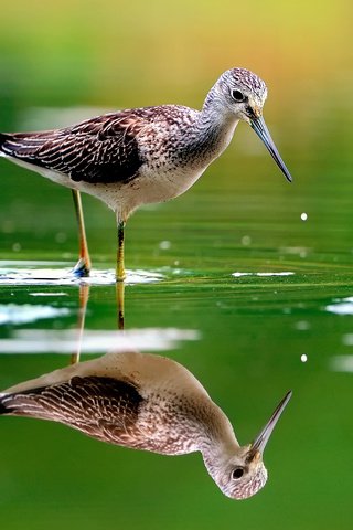 Обои вода, отражение, птица, клюв, перья, розмытость, бекас, улит, water, reflection, bird, beak, feathers, razmytost, snipe разрешение 1920x1280 Загрузить