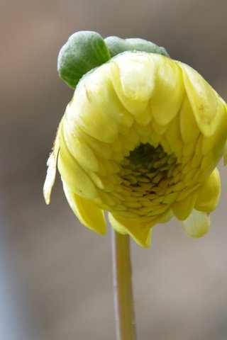 Обои желтый, цветок, лепестки, бутон, георгин, yellow, flower, petals, bud, dahlia разрешение 3570x2380 Загрузить