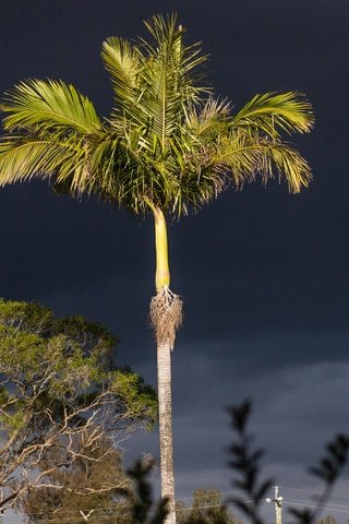 Обои небо, ночь, деревья, тень, пальма, ствол, the sky, night, trees, shadow, palma, trunk разрешение 4032x3024 Загрузить