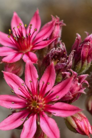 Обои цветы, бутоны, лепестки, розовые, очиток, sempervivum, молодило, flowers, buds, petals, pink, stonecrop разрешение 3840x2160 Загрузить