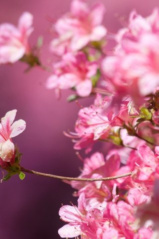 Обои цветение, макро, фон, весна, сакура, розовые цветы, крупный план, flowering, macro, background, spring, sakura, pink flowers, close-up разрешение 5472x3648 Загрузить