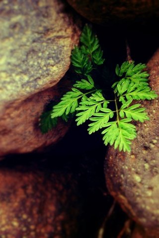 Обои природа, камни, растение, листики, nature, stones, plant, leaves разрешение 2560x1600 Загрузить