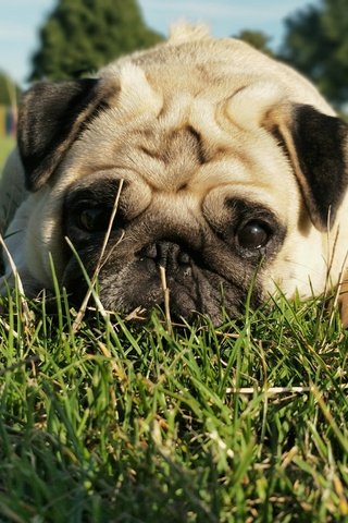 Обои трава, мордочка, взгляд, собака, мопс, grass, muzzle, look, dog, pug разрешение 4608x3456 Загрузить