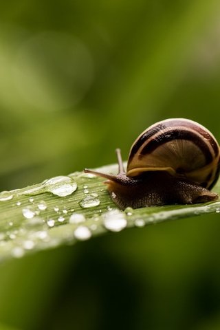 Обои макро, капли, размытость, улитка, травинка, macro, drops, blur, snail, a blade of grass разрешение 2048x1365 Загрузить