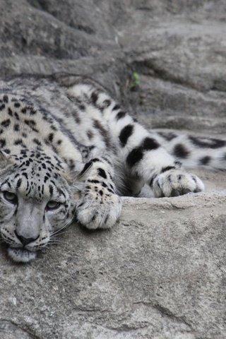 Обои морда, взгляд, хищник, снежный барс, дикая кошка, дикая кошка, face, look, predator, snow leopard, wild cat разрешение 5184x3456 Загрузить