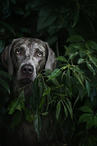 Обои растения, листья, мордочка, взгляд, собака, plants, leaves, muzzle, look, dog разрешение 2000x1227 Загрузить