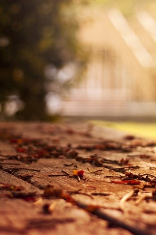 Обои дерево, листья, макро, осень, листопад, боке, tree, leaves, macro, autumn, falling leaves, bokeh разрешение 1920x1200 Загрузить