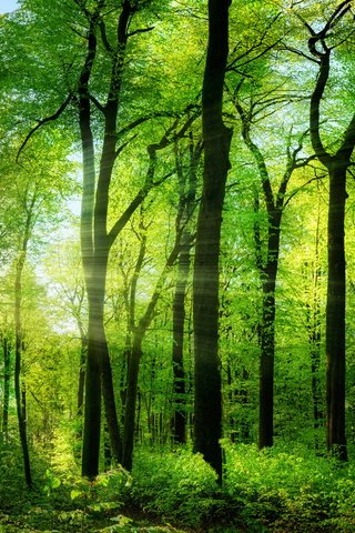 Обои деревья, природа, лес, солнечные лучи, trees, nature, forest, the sun's rays разрешение 3800x3200 Загрузить