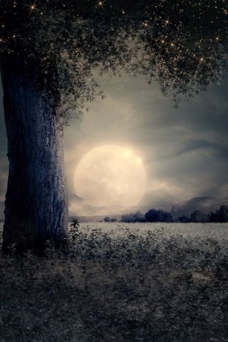Обои ночь, дерево, пейзаж, луна, night, tree, landscape, the moon разрешение 4288x2848 Загрузить