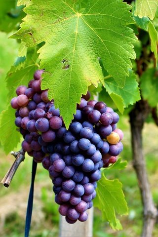 Обои листья, виноград, листва, лоза, виноградник, грозди, leaves, grapes, foliage, vine, vineyard, bunches разрешение 2048x1365 Загрузить