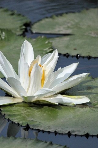 Обои озеро, листья, цветок, лепестки, кувшинка, водяная лилия, lake, leaves, flower, petals, lily, water lily разрешение 4752x3168 Загрузить