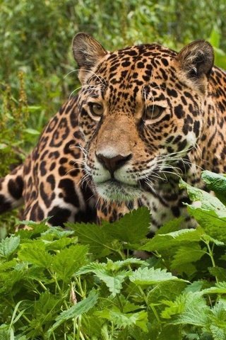 Обои морда, взгляд, леопард, хищник, ягуар, джунгли, дикая кошка, face, look, leopard, predator, jaguar, jungle, wild cat разрешение 1920x1200 Загрузить