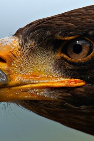 Обои глаза, орел, хищник, профиль, птица, клюв, eyes, eagle, predator, profile, bird, beak разрешение 1920x1080 Загрузить