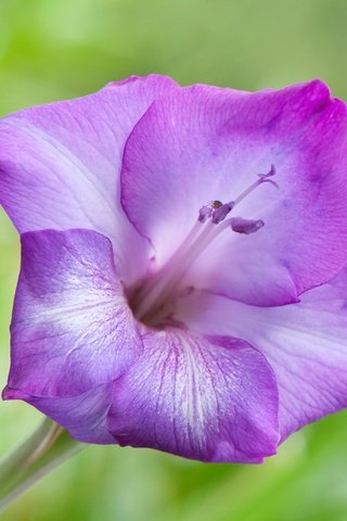 Обои природа, цветок, лепестки, гладиолус, nature, flower, petals, gladiolus разрешение 4164x2737 Загрузить