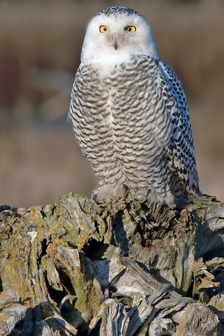 Обои бревно, трио, совы, полярная сова, белая сова, log, trio, owls, snowy owl, white owl разрешение 1920x1080 Загрузить