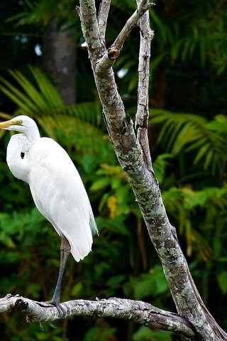 Обои природа, клюв, перья, цапля, белая цапля, nature, beak, feathers, heron, white egret разрешение 1952x1301 Загрузить
