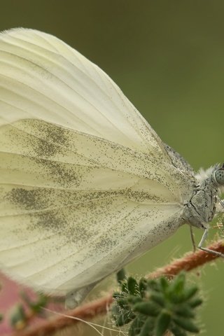 Обои макро, насекомое, бабочка, крылья, растение, белянка, macro, insect, butterfly, wings, plant, belyanka разрешение 2048x1365 Загрузить