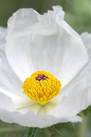 Обои макро, цветок, лепестки, белый, анемон, macro, flower, petals, white, anemone разрешение 2048x1245 Загрузить