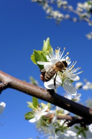 Обои небо, ветка, цветение, насекомое, весна, пчела, слива, the sky, branch, flowering, insect, spring, bee, drain разрешение 4096x3072 Загрузить