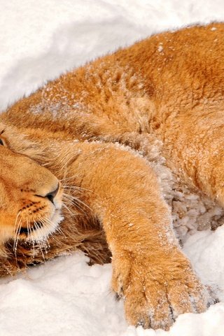 Обои морда, снег, взгляд, хищник, лев, львёнок, дикая кошка, face, snow, look, predator, leo, lion, wild cat разрешение 2560x1600 Загрузить