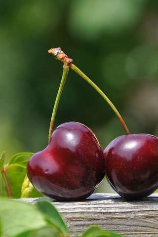 Обои листья, черешня, ягоды, вишня, leaves, cherry, berries разрешение 3216x2136 Загрузить