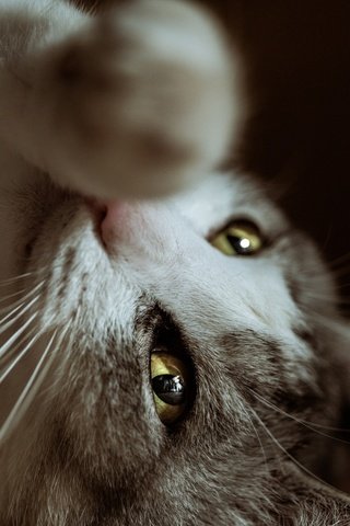 Обои глаза, кот, мордочка, усы, кошка, взгляд, лапка, eyes, cat, muzzle, mustache, look, foot разрешение 2048x1366 Загрузить