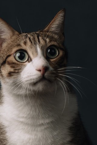 Обои глаза, фон, кот, мордочка, усы, кошка, взгляд, удивление, eyes, background, cat, muzzle, mustache, look, surprise разрешение 3000x1688 Загрузить