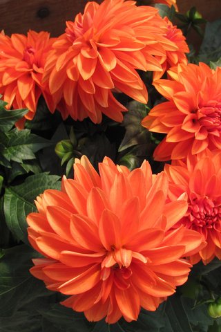 Обои цветы, бутоны, лепестки, оранжевые, георгины, flowers, buds, petals, orange, dahlias разрешение 3200x2260 Загрузить