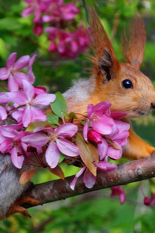 Обои ветка, цветение, весна, белка, яблоня, белочка, branch, flowering, spring, protein, apple, squirrel разрешение 2000x1331 Загрузить