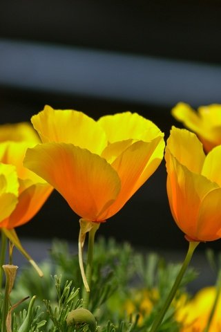 Обои цветы, лепестки, весна, эшшольция, калифорнийский мак, flowers, petals, spring, escholzia, california poppy разрешение 2136x1424 Загрузить