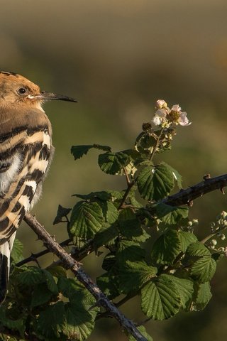 Обои ветки, птица, клюв, перья, удод, branches, bird, beak, feathers, hoopoe разрешение 2048x1365 Загрузить