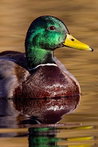 Обои вода, птица, клюв, утка, отражение птица, селезень, кряква, water, bird, beak, duck, the reflection of the bird, drake, mallard разрешение 2048x1152 Загрузить