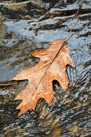 Обои вода, природа, осень, поток, лист, листик, осенний лист, water, nature, autumn, stream, sheet, leaf разрешение 4000x2649 Загрузить