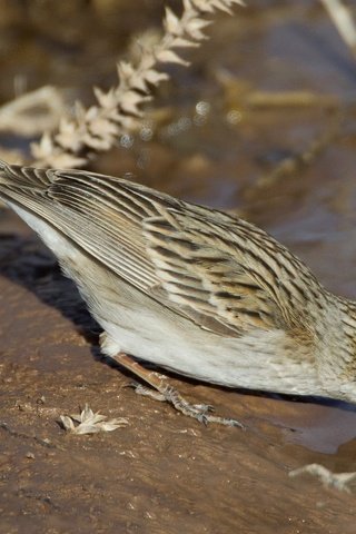 Обои вода, птица, хвост, воробьиная, овсянка, воробьиная овсянка, water, bird, tail, passerine, oatmeal, passerine bunting разрешение 2048x1365 Загрузить