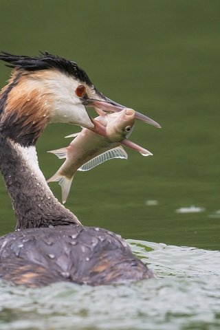 Обои вода, птица, клюв, перья, рыба, улов, большая поганка, чомга, water, bird, beak, feathers, fish, catch, great crested grebe, the great crested grebe разрешение 2048x1343 Загрузить