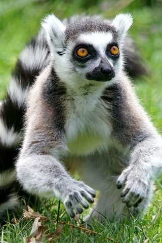 Обои трава, мордочка, взгляд, луг, хвост, лемур, кошачий лемур, grass, muzzle, look, meadow, tail, lemur, a ring-tailed lemur разрешение 2048x1365 Загрузить