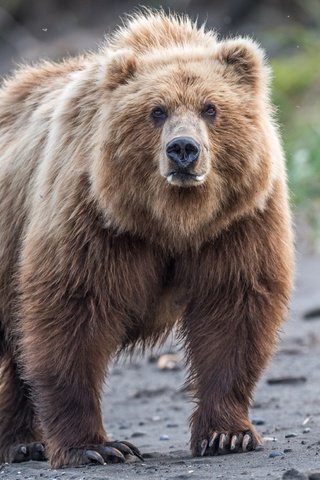 Обои взгляд, медведь, дикая природа, бурый медведь, look, bear, wildlife, brown bear разрешение 2500x1667 Загрузить