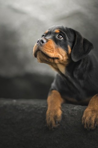 Обои мордочка, взгляд, собака, щенок, боке, ротвейлер, muzzle, look, dog, puppy, bokeh, rottweiler разрешение 2048x1366 Загрузить