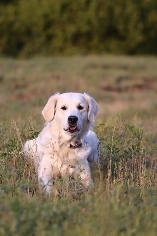 Обои трава, мордочка, взгляд, собака, золотистый ретривер, grass, muzzle, look, dog, golden retriever разрешение 1920x1280 Загрузить