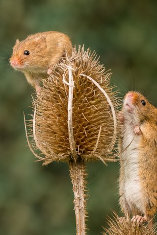 Обои растения, размытость, мышь, мыши, грызуны, мышки, мышь-малютка, lynn griffiths, plants, blur, mouse, rodents, the mouse is tiny разрешение 4314x2876 Загрузить