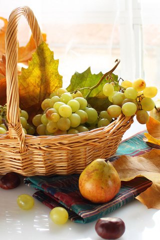 Обои листья, виноград, фрукты, осень, корзина, ягоды, клен, груши, leaves, grapes, fruit, autumn, basket, berries, maple, pear разрешение 2048x1380 Загрузить