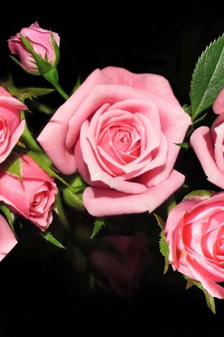 Обои цветы, розы, букет, розовые, роз, flowers, roses, bouquet, pink разрешение 3836x2408 Загрузить